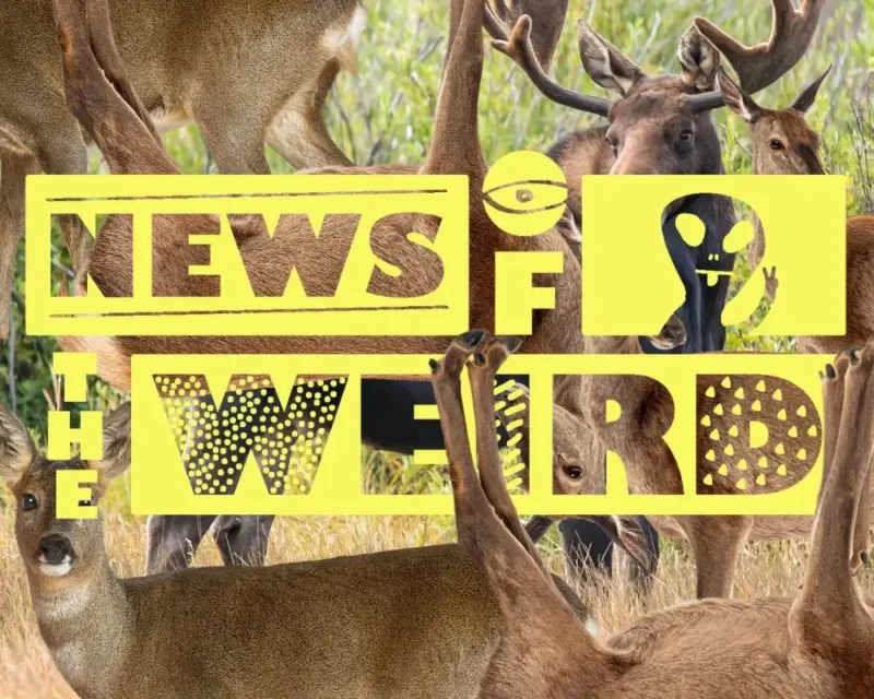news of the weird logo over a collage of deer and moose